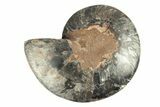 Cut & Polished Ammonite Fossil (Half) - Unusual Black Color #256311-1